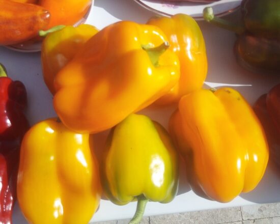 Асти жёлтый